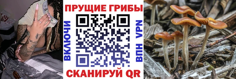сколько стоит  Красавино  Псилоцибиновые грибы Magic Shrooms 